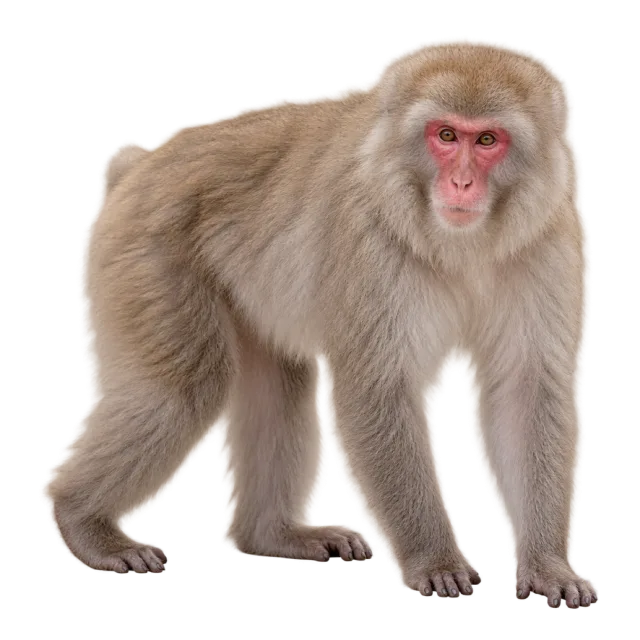 Realistic-style illustration of japanese macaque with a pink face and thick pale fur
