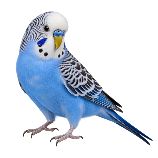 Realistic-style illustration of blue budgerigar with blue plumage with black and white wing markings