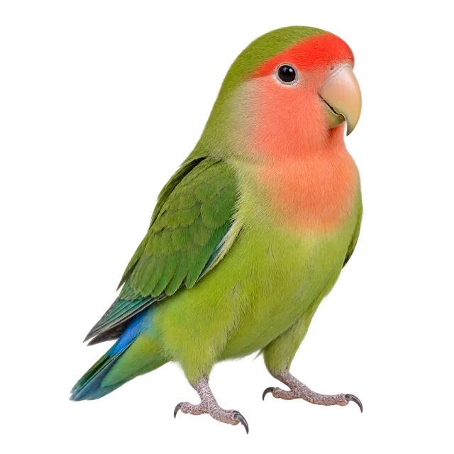 Realistic-style illustration of peach faced lovebird with green plumage with a peach-colored face
