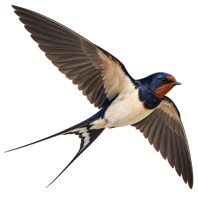 Realistic-style illustration of barn swallow with spread wings and a forked tail
