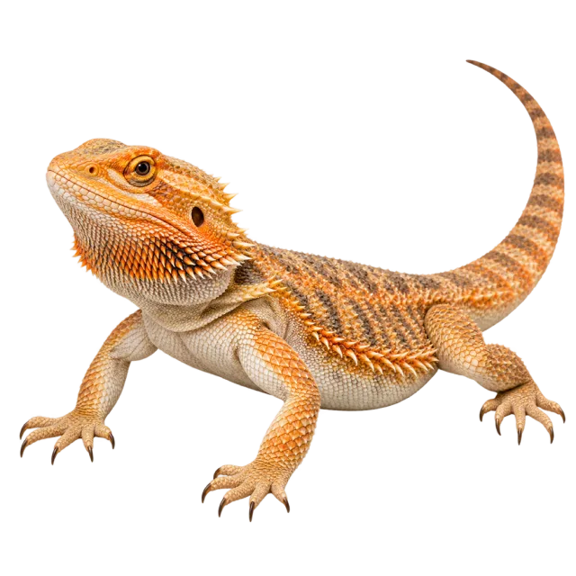 Realistic-style illustration of bearded dragon with orange-brown scales and a spiky throat
