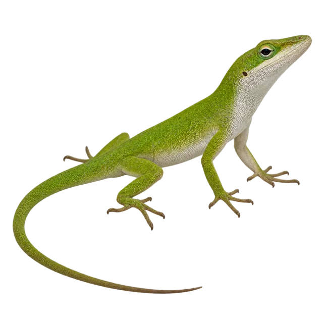 Realistic-style illustration of green anole with a slender green body and long tail