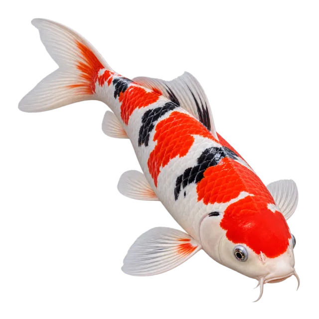 Realistic-style illustration of koi carp with red, white and black markings