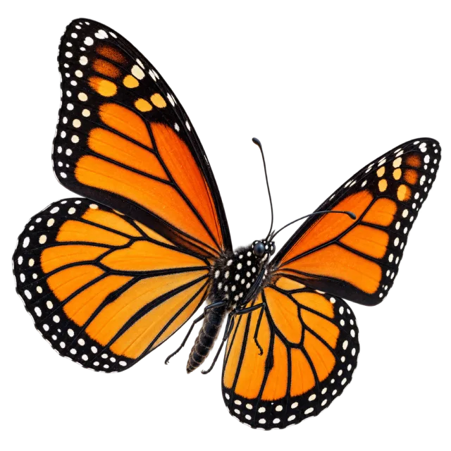 Realistic-style illustration of monarch butterfly with orange wings with black veins and pale edge spots
