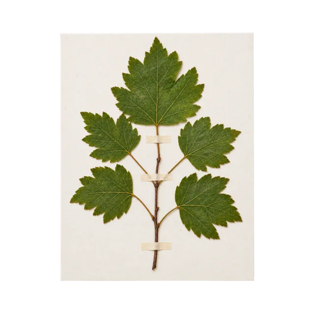 Realistic-style illustration of botanical leaf specimen mounted on a blank card