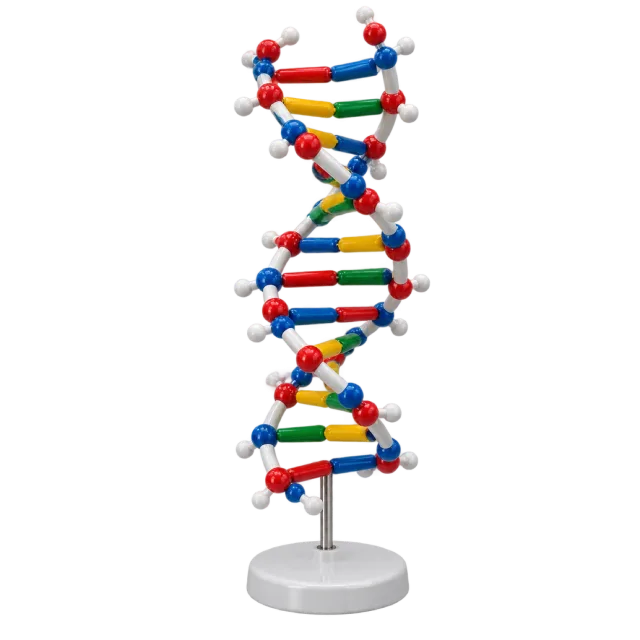 Realistic-style illustration of dna double helix classroom model