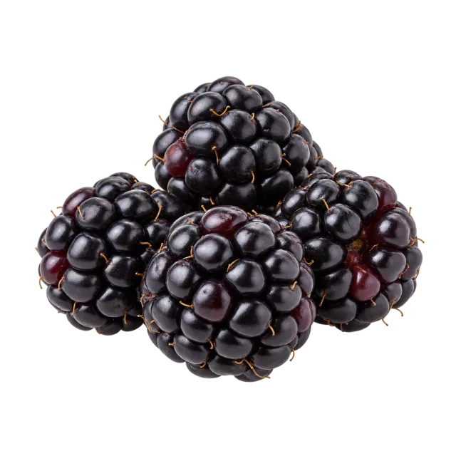 A small pile of dark blackberries with rounded glossy segments