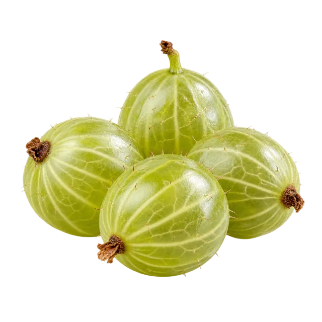 Translucent green gooseberries with pale vertical stripes and dried blossom tips