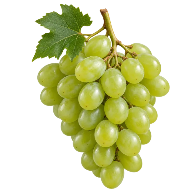 A hanging bunch of light green grapes attached to a woody stem and green leaf