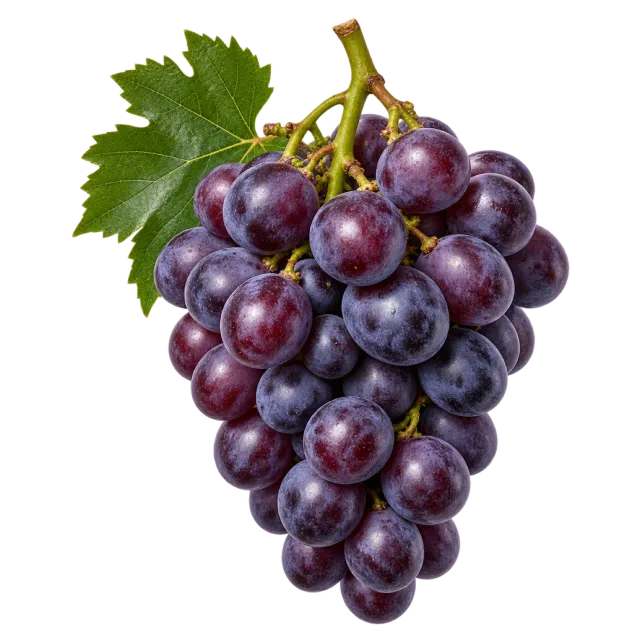 A hanging cluster of deep purple grapes with a branching stem and green leaves