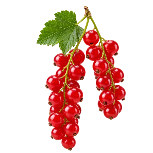 Two slender stems of translucent red currants beneath a green leaf