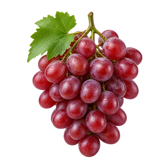 A bunch of reddish-purple grapes with a woody stem and a green leaf