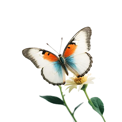 Orange, white and blue butterfly resting on a slender flowering stem on a transparent background