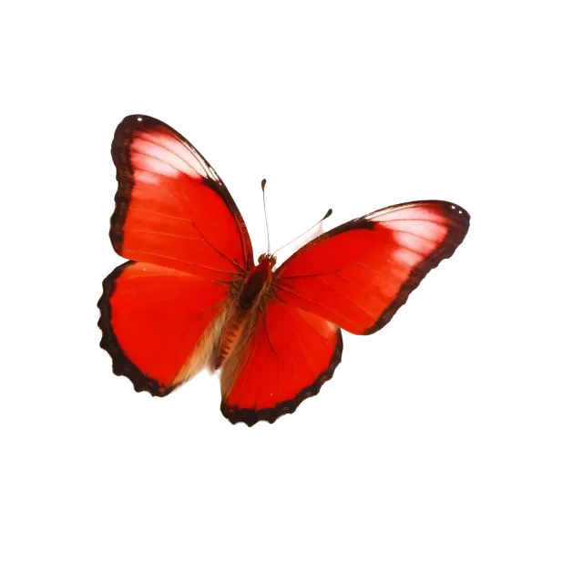 Bright red butterfly with black-edged wings spread in flight on a transparent background