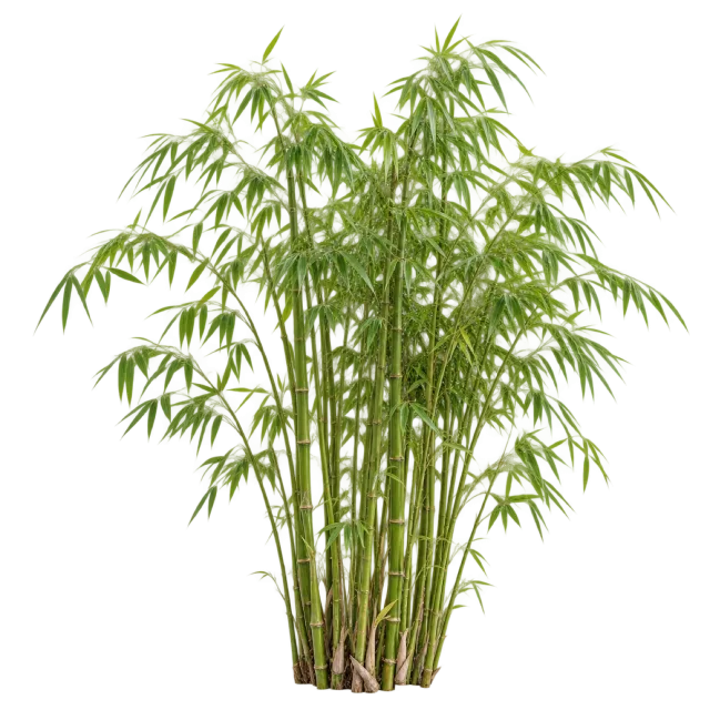 Cluster of slender bamboo canes topped with narrow green leaves