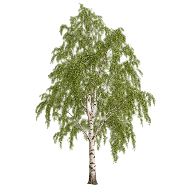Slender birch tree with white patterned bark and a loose canopy of green leaves
