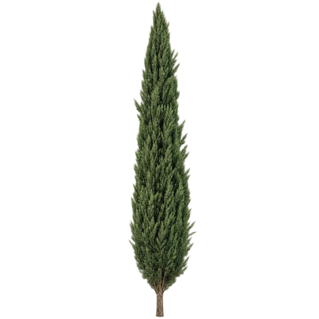 Tall column-shaped cypress with dense dark green foliage and a short visible trunk