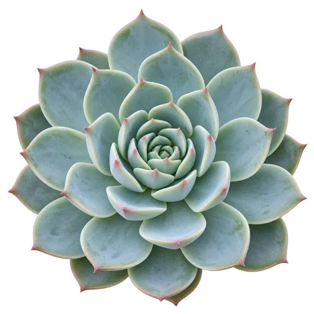 Top view of a blue-green succulent rosette with layered fleshy leaves and pink-tinted tips