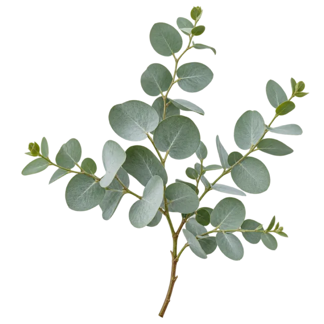 Slender branching eucalyptus sprig with rounded dusty green leaves