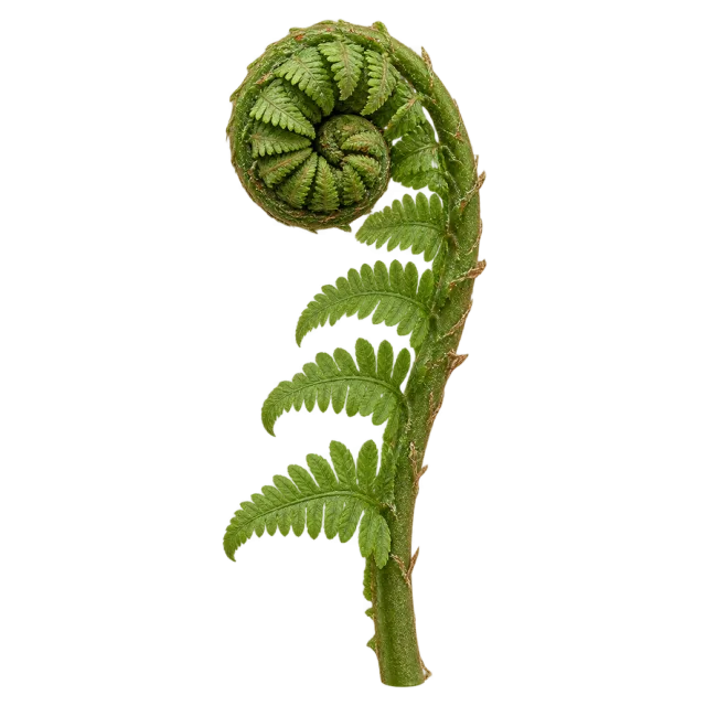 Upright green fern frond with a tightly curled tip and small unfolding leaflets