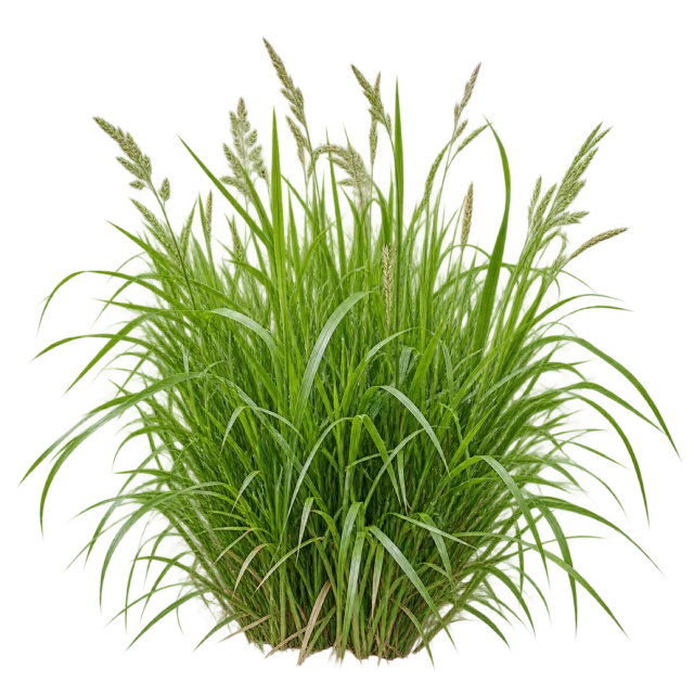 Dense tuft of long narrow green grass blades with a few seed heads