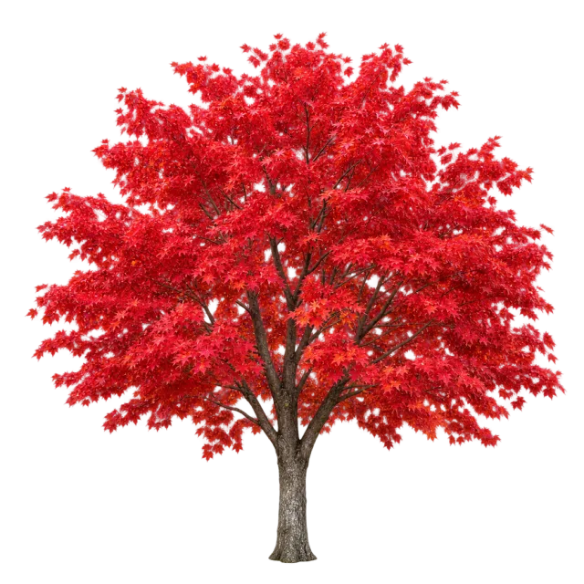 Maple tree with a broad canopy of vivid red leaves and a visible branching trunk